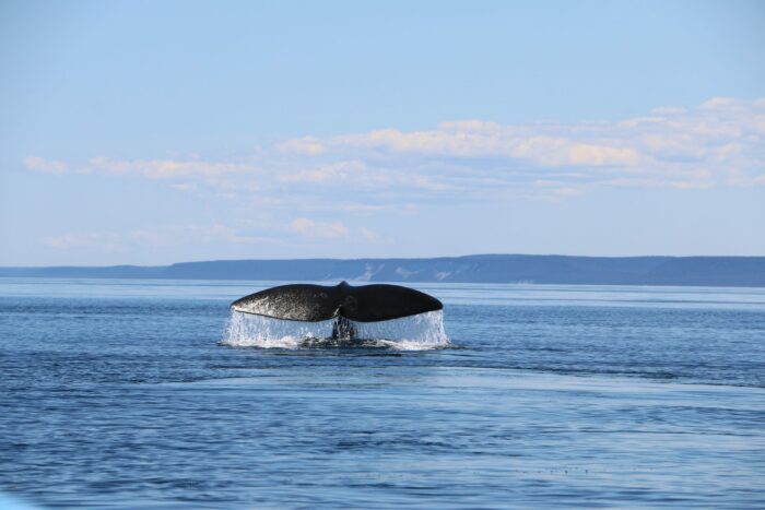 seabird, YATCO Partners with The International Seakeepers Society