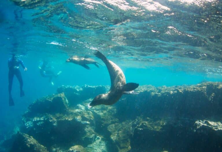 Discover the Best Dive Sites in the World in 2024 YATCO