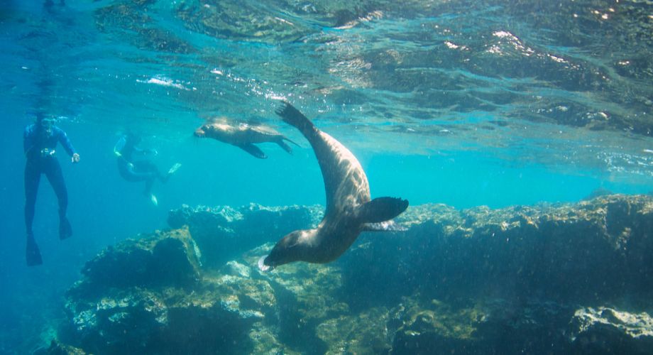 Underwater photo of fish from the Galápagos Islands, Ecuador. Discover eco-friendly yacht destinations for 2025, from Chile’s Chiloé to Norway’s Lofoten Islands and the remote Seychelles Outer Islands.