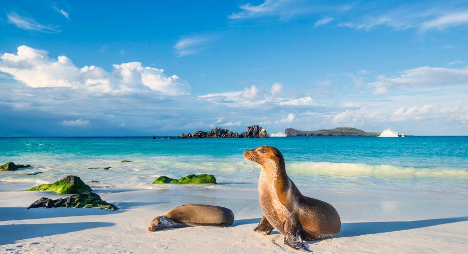 Two seals on an island. Discover how experiential yacht charters are redefining luxury travel with wildlife encounters, cultural immersion, and tailored adventure.
