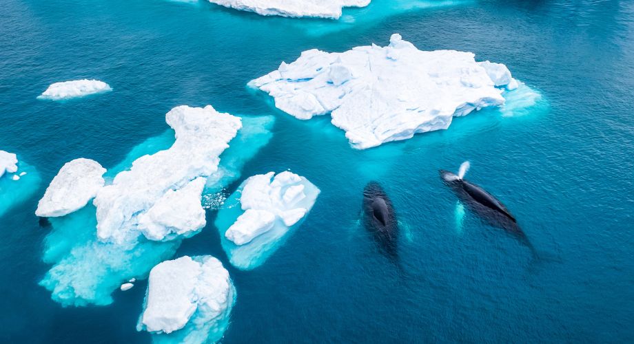 Two whales swim gracefully beneath the crystal-clear blue waters surrounded by floating white icebergs in a serene polar landscape.