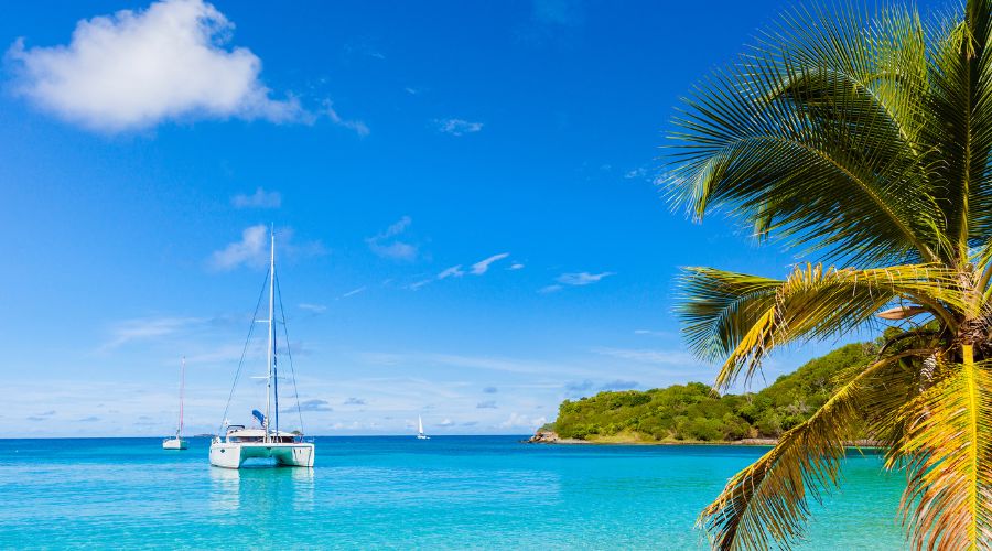Catamaran sailing in the ocean and there's a palm tree near the shore. Discover why catamarans are rising in popularity in 2025—from stability and sustainability to luxury and design evolution.