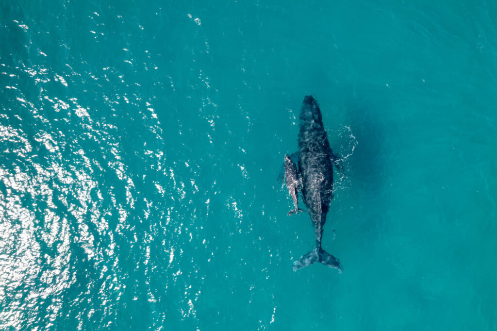 How Yachts Are Supporting Marine Conservation | YATCO Aerial view looking down at a female humpback whale swimming with her calf in beautiful aquamarine water in the Pacific Ocean off the coast of Hawaii.